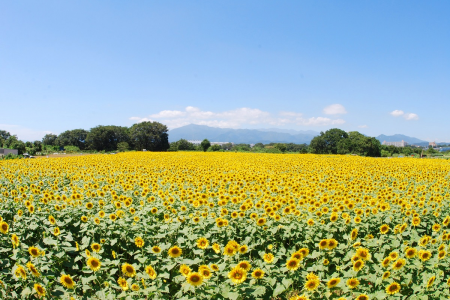 Ein besonderer Sommerurlaub und Sonnenblumen in Zama image