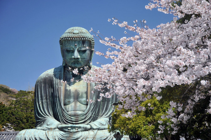 View of Kamakura's Great Buddha and cherry blossom