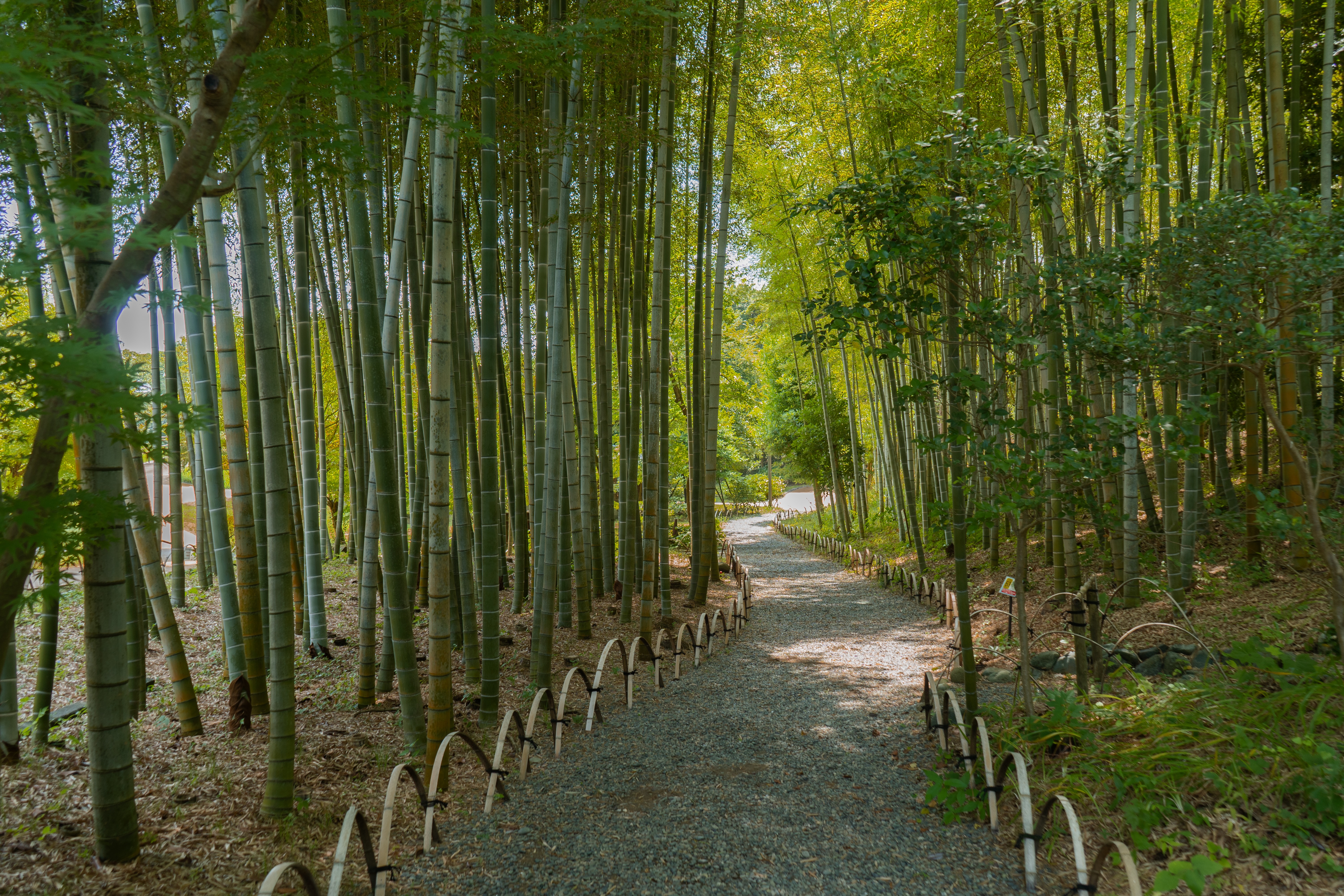 Bamboo path