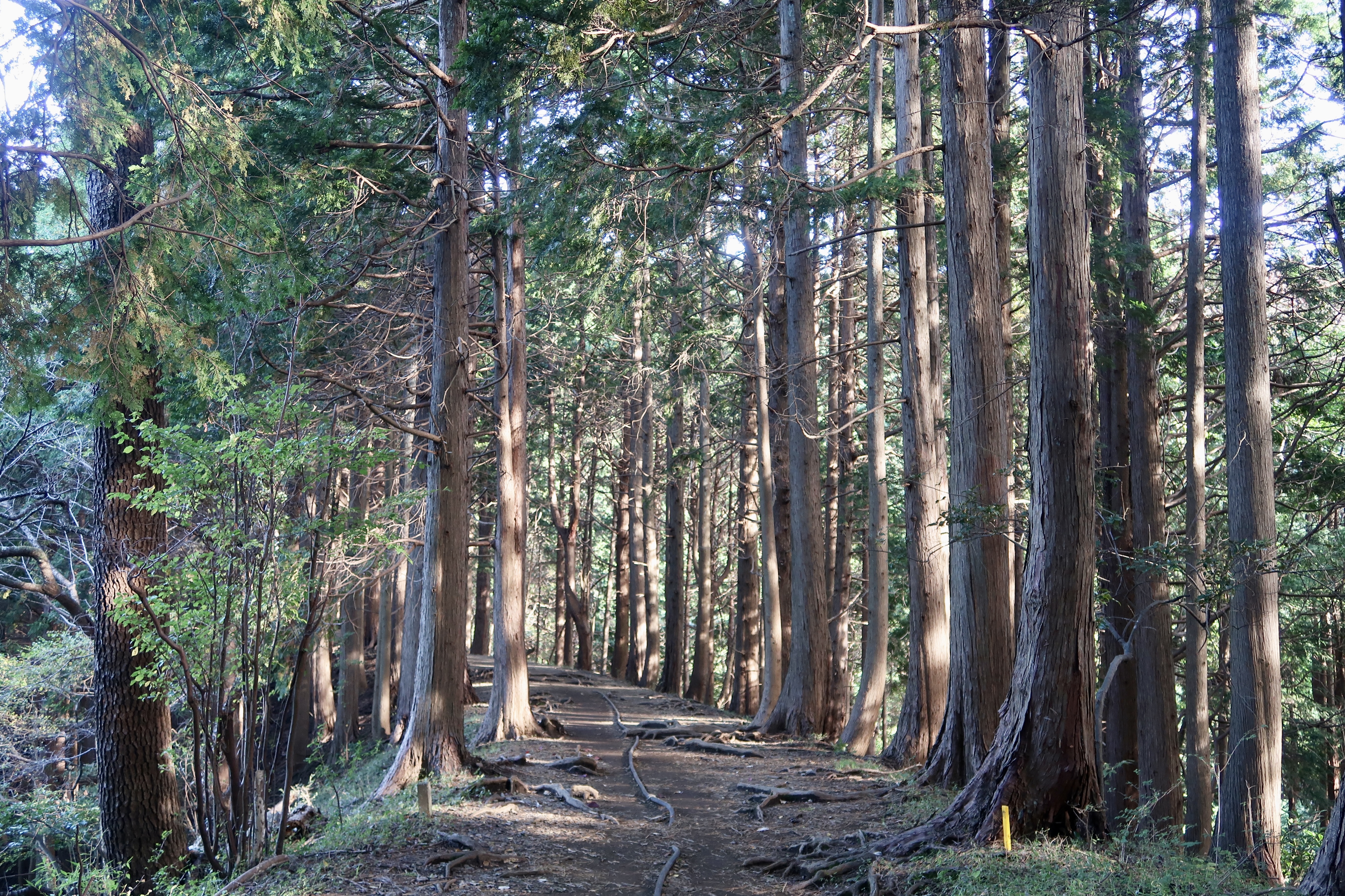 Beautiful forest path