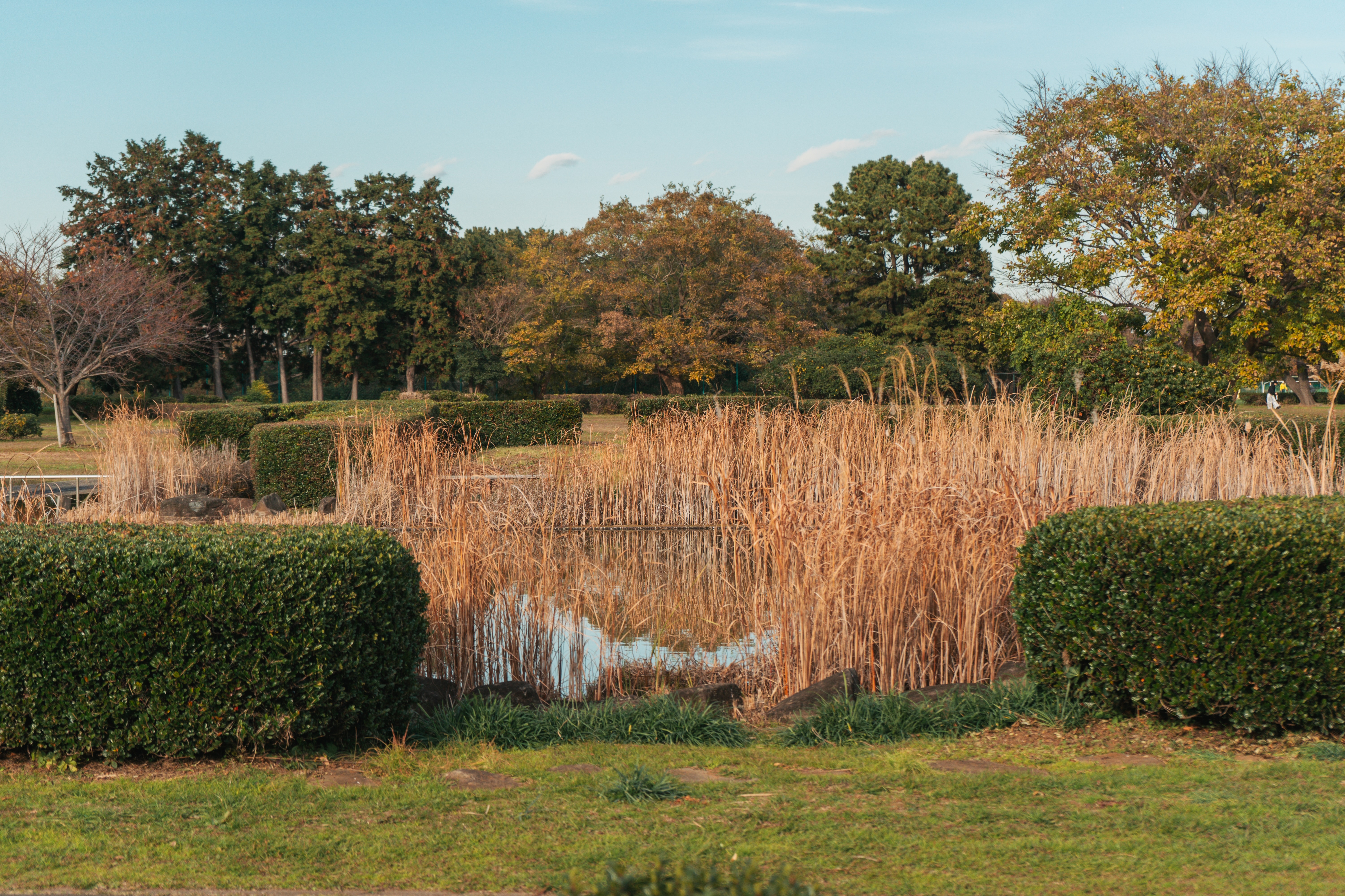 Naturaleza relajante (Cathy Guex)