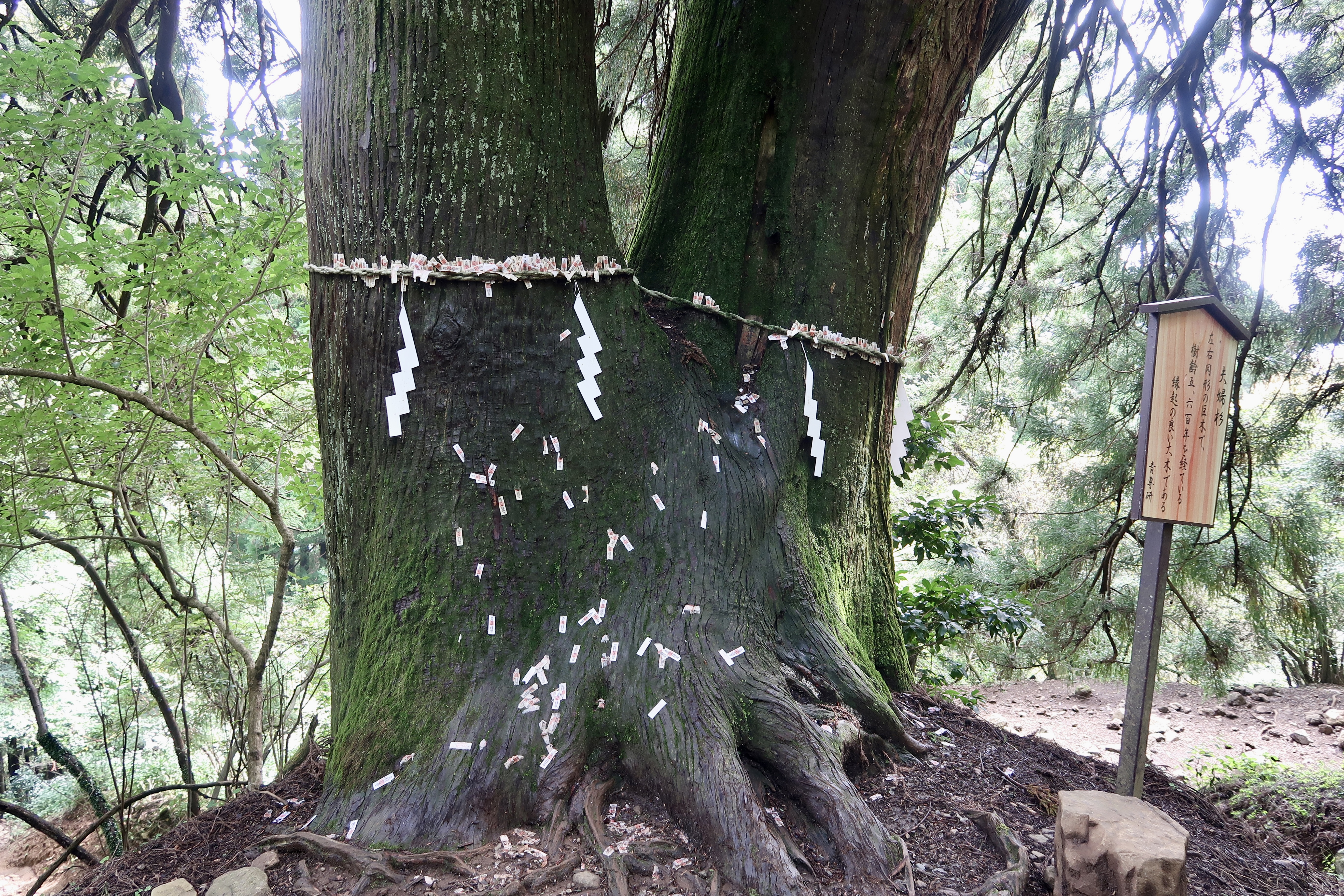 Sacred tree named meoto sugi, or couple cedar