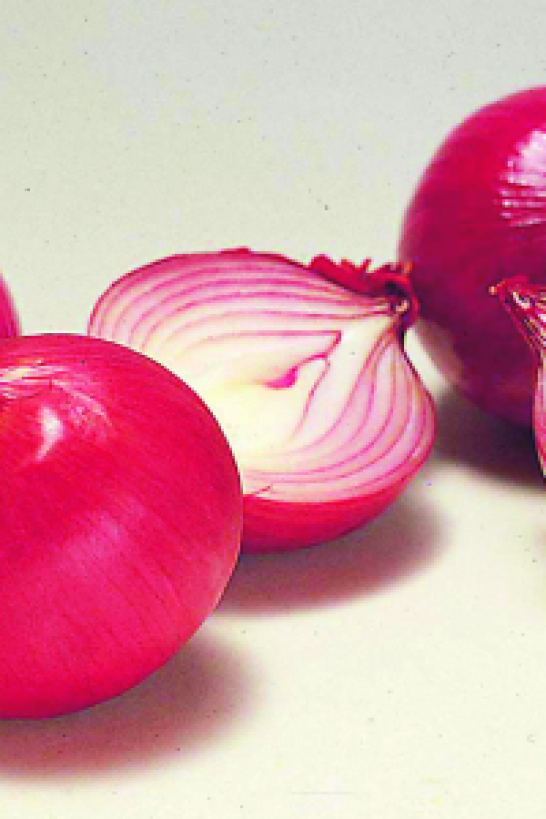Le Shonan Red (marque d'onion)