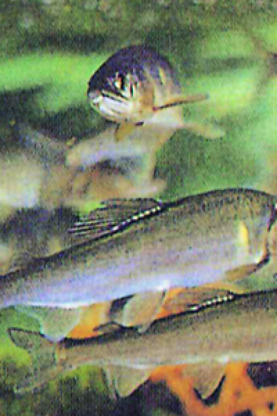 Ayu (pez dulce) del río Sagami