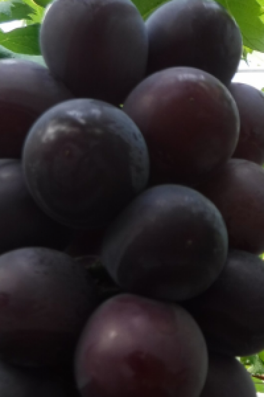 Fujiminori Grapes