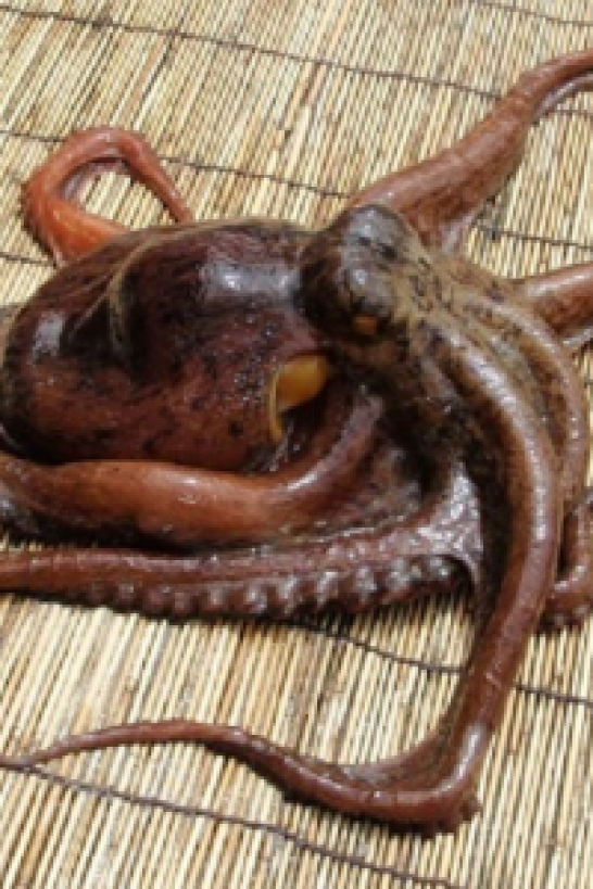 Sajima Octopus