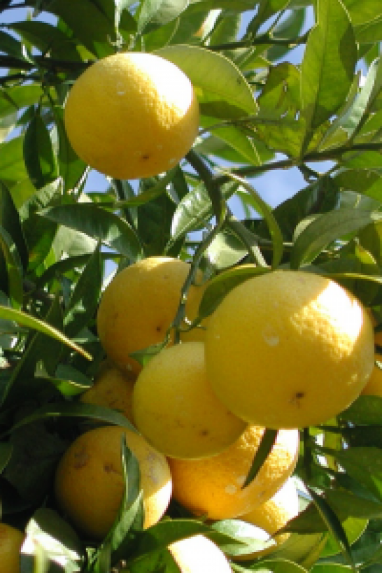 La Shonon Gold (marque d'oranges jaunes cultivées à Shonan)