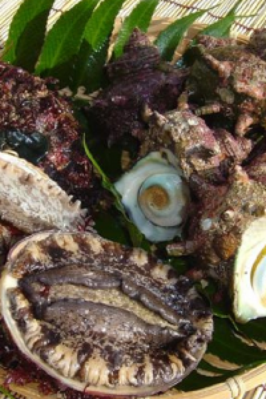Turban Shell and Abalone of Miura Peninsula and Odawara
