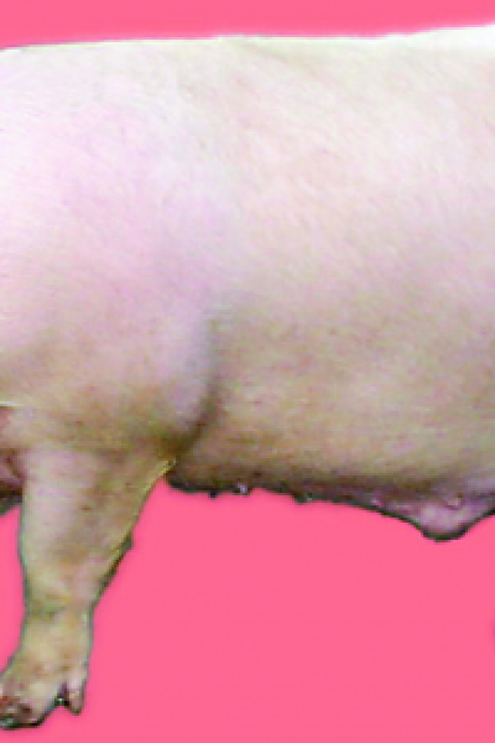 Le porc de Kouza