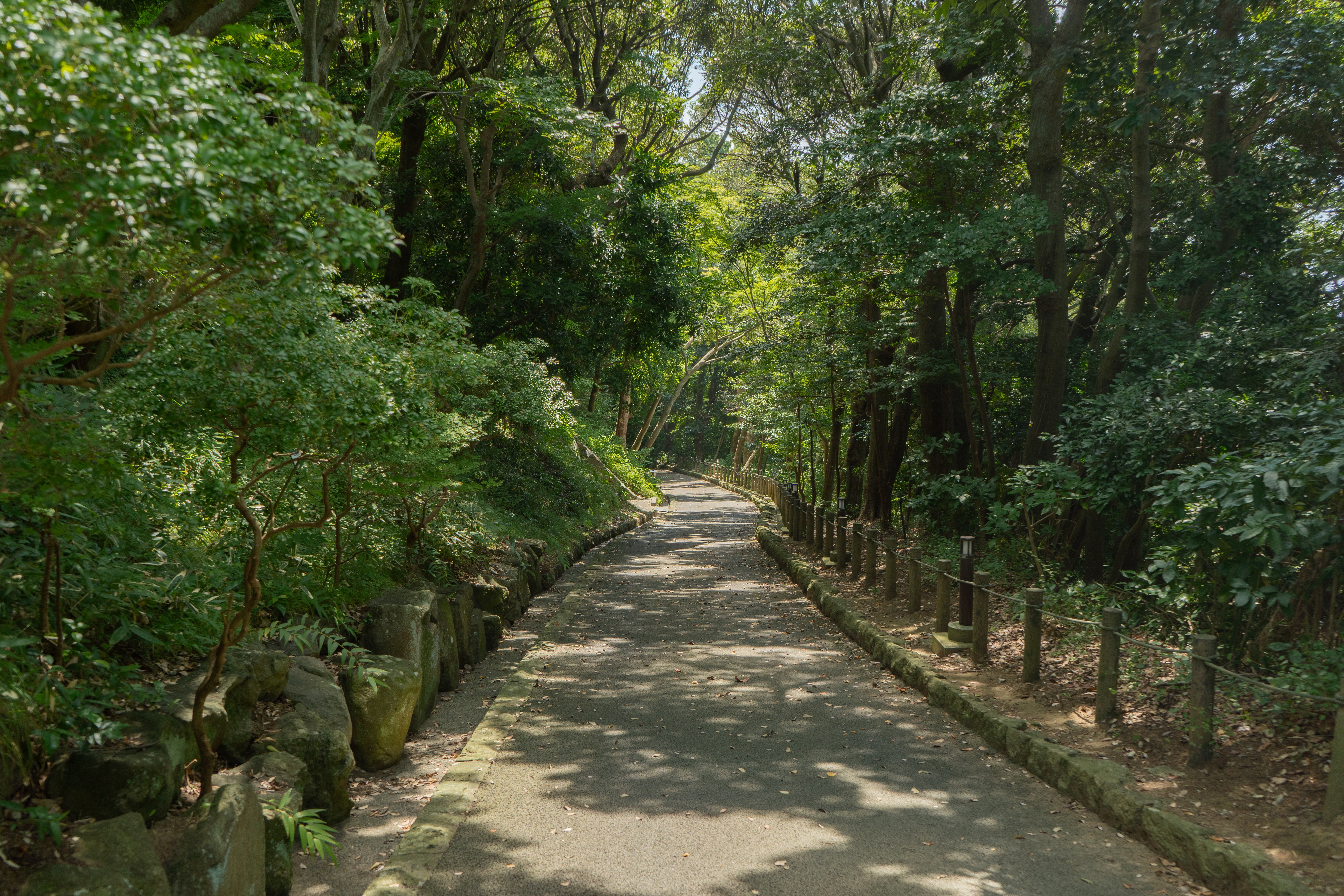 Forest path