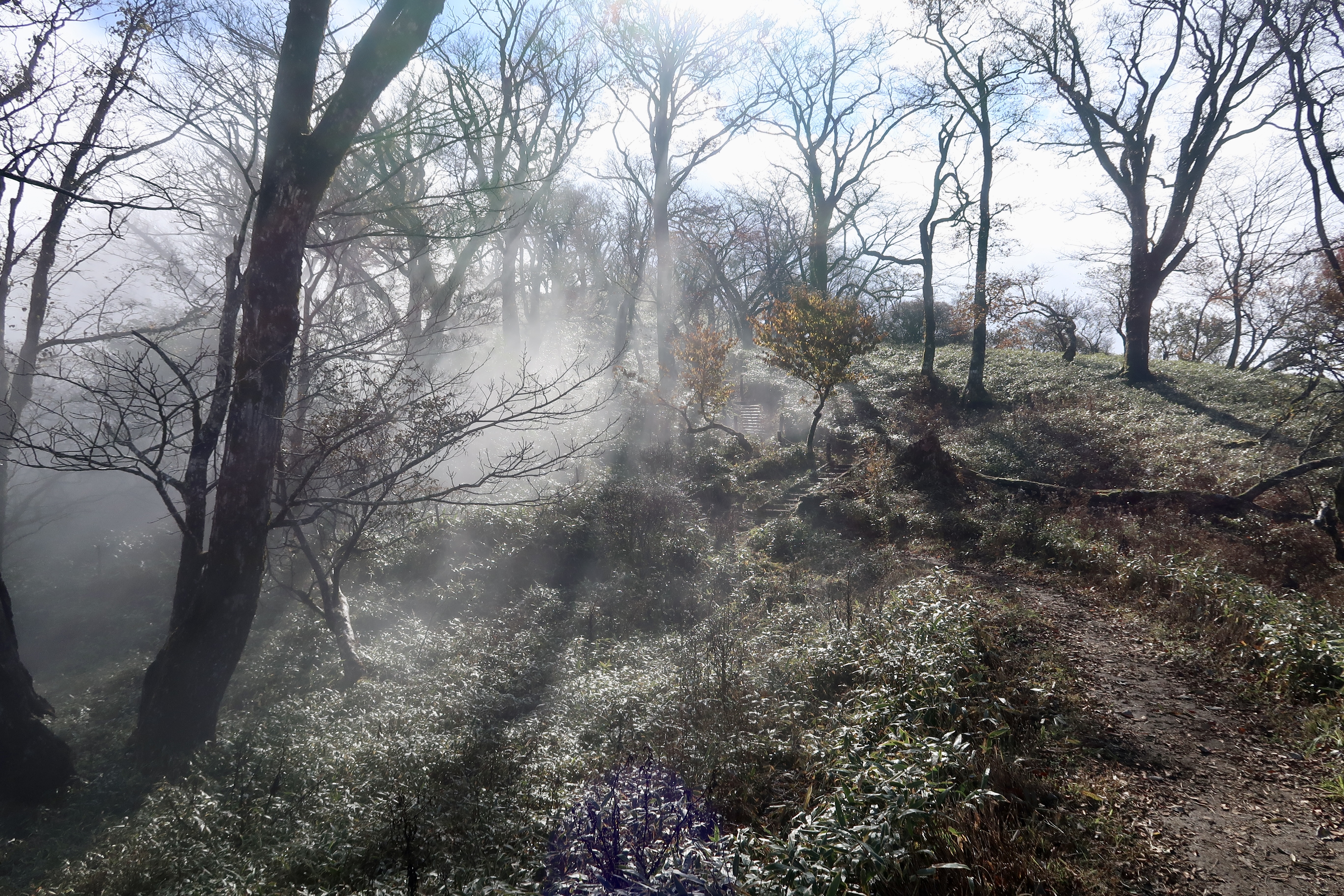 A foggy forest path illuminated by the sun