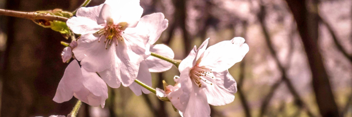 Spring in Kanagawa