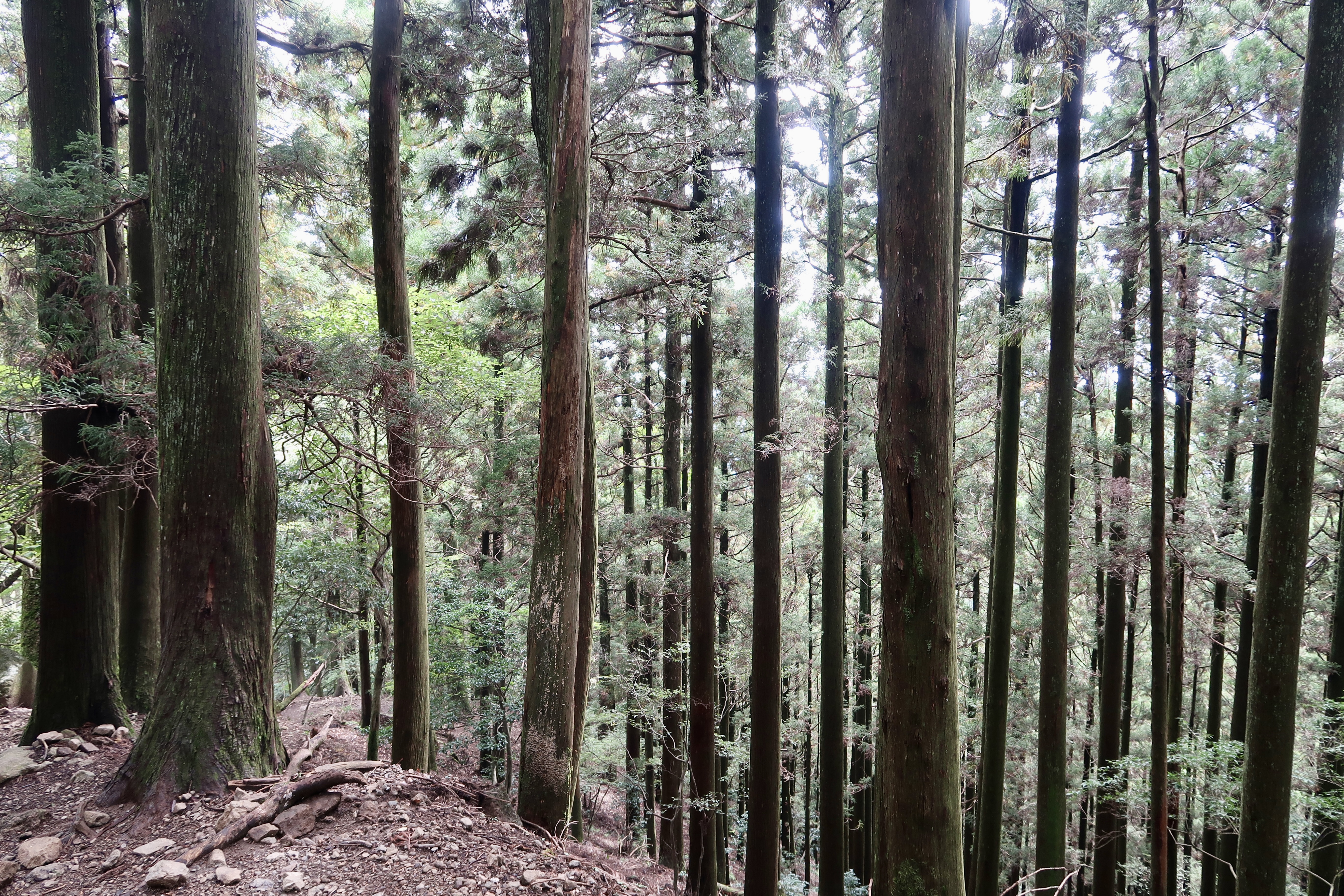 森林には主にスギの木が生育している