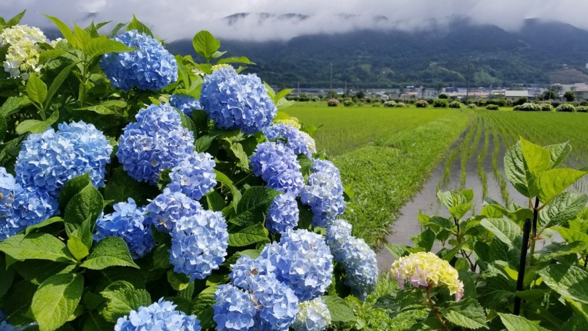 開成町 