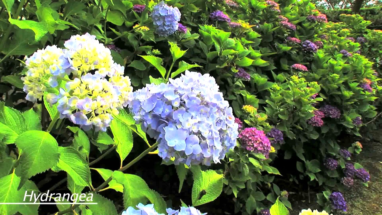 ดอกไฮเดรนเยียในคามาคุระ