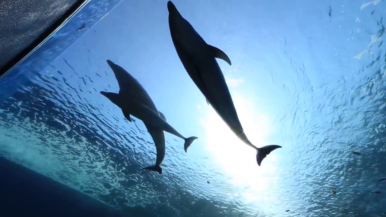 Dolphins swimming in the water at Hakkeijima Sea Paradise