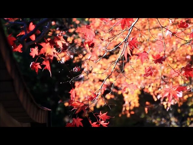 Autumn at Oyama
