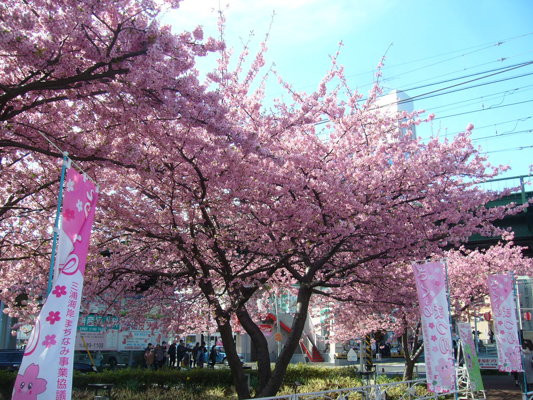 三浦海岸桜まつり お花見 目的地 Tokyo Day Trip 東京から神奈川への日帰り旅行