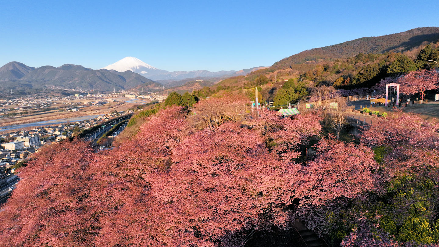 松田櫻花祭- 目的地- Tokyo Day Trip