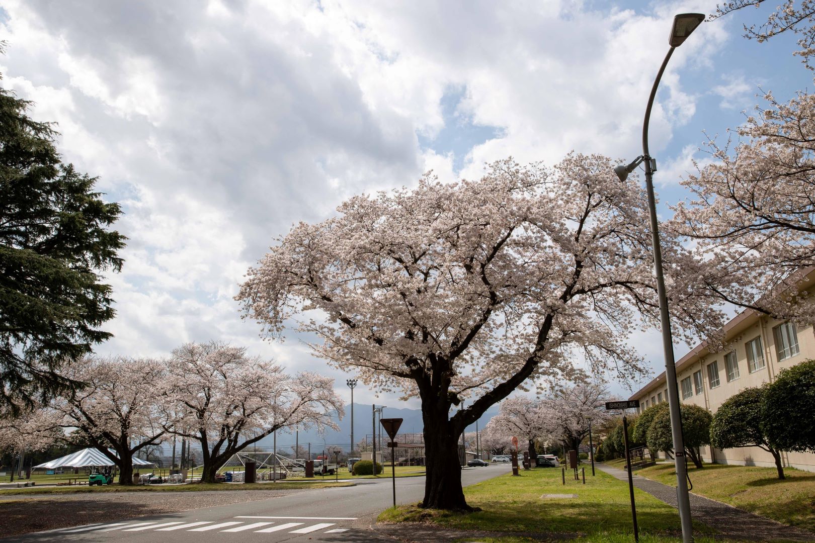 在日米陸軍キャンプ座間桜まつり（お花見） - 目的地 - Tokyo Day Trip