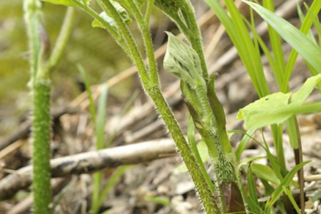La plante sauvage Udo ( aralia cordata ou asperge des montagnes)