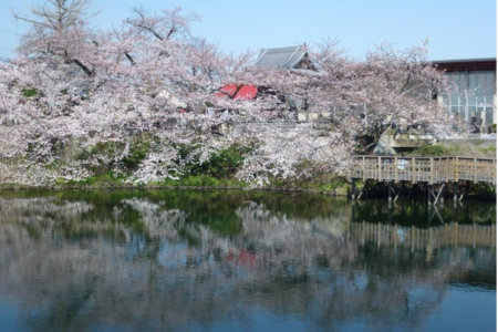 今泉名水桜公園（お花見） image