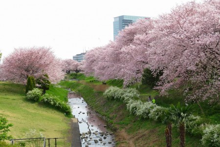 神奈川の自然あふれる景色を楽しむ