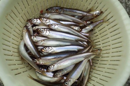Lac Ashinoko (Pêche et déjeuner d&#039;éperlans) image