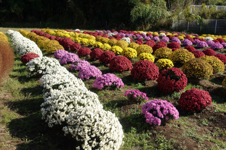 Vườn hoa cúc Tsuchiya  image