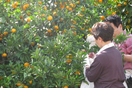 Pflücken von Mandarinen in Shonan-Ninomiya image