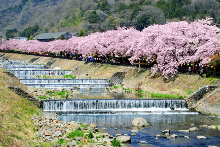 Les cerisiers en fleurs de Hakone image