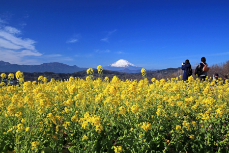 吾妻山公园