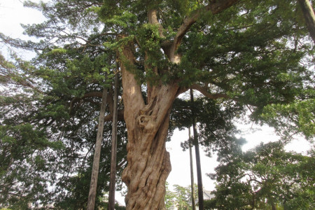 小田原城跡公園・イヌマキの巨木 image