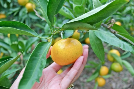 Miura Mandarinen-Orangen Pflücken