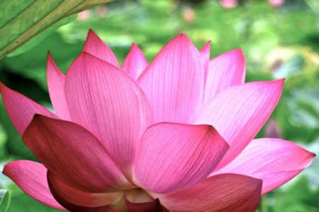 Hasu Ike (Lotus Pond) image