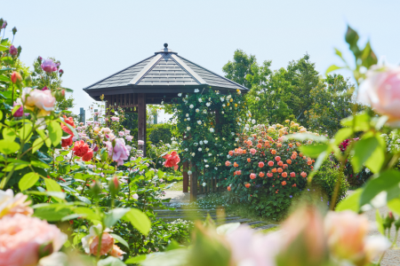 Centre des fleurs et de la végétation de la préfécture Kanagawa, jardin Kana (légumes et fleurs)