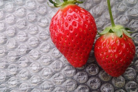 嘉山农场 体验草莓采摘