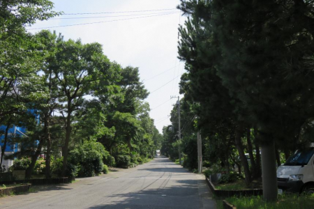 Kewai-zaka Matsu-namiki (Kewai hill lined with pine trees) image