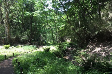 Koajiro Forest