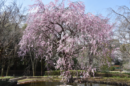Manazuru Shidarezakura (cerisiers en fleurs) image