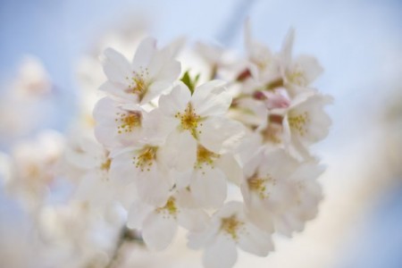 Tsunashima Cherry Blossom Festival