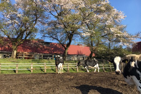 Ranch de Hattori