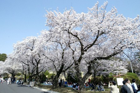 Festival de l&#039;United States Army Camp Zama Sakura (floraison des cerisiers)
