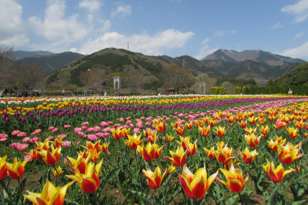 Công viên Hadano Togawa, tỉnh Kanagawa