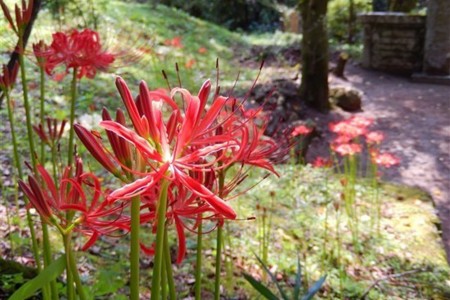 ดอกลิลลี่แมงมุมสีแดงเขตฮินะตะ