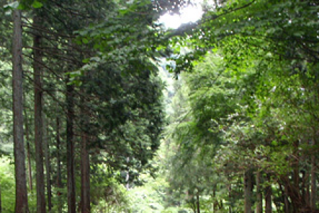 테라피 로드 (삼림 테라피) image