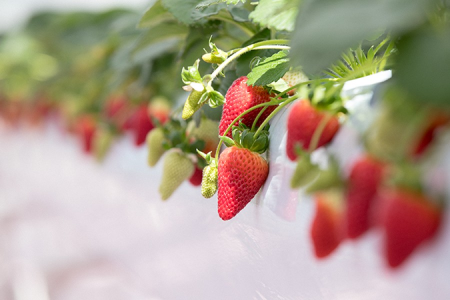 橫濱草莓公園（YOKOHAMA STRAWBERRY PARK）