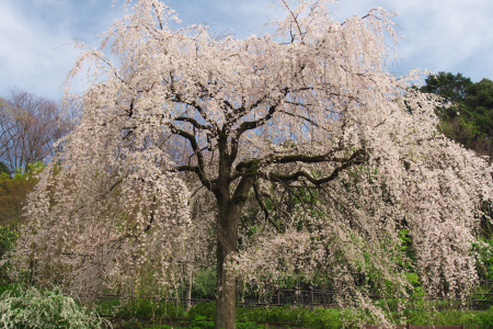 Cerezos llorones Chokozan Shotai-ji (Flores de cerezo) image