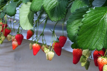 Motoki Farm (Erdbeerpflücken)