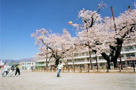 Flores de Cerezo en la Escuela Primaria del Sur de la Ciudad de Hadano image